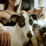 How Pet Possession Helps Your Non-public Enchancment
